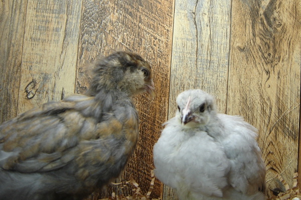 2 of 4 Pullet Chicks Week 4 - 1 Easter Egger & 1 Lavender Orpington